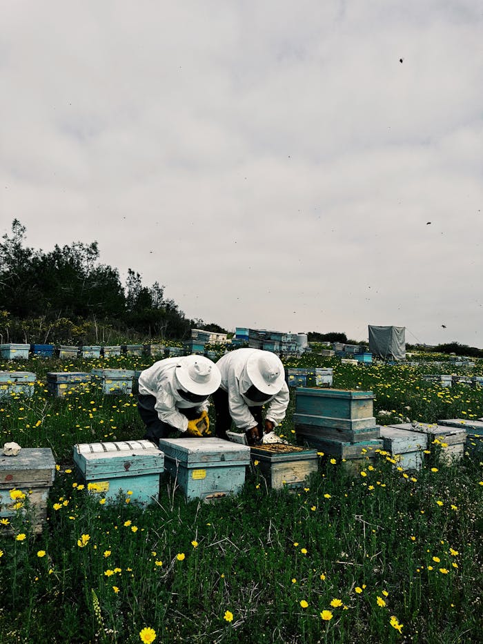 People Working on a Bee Farm